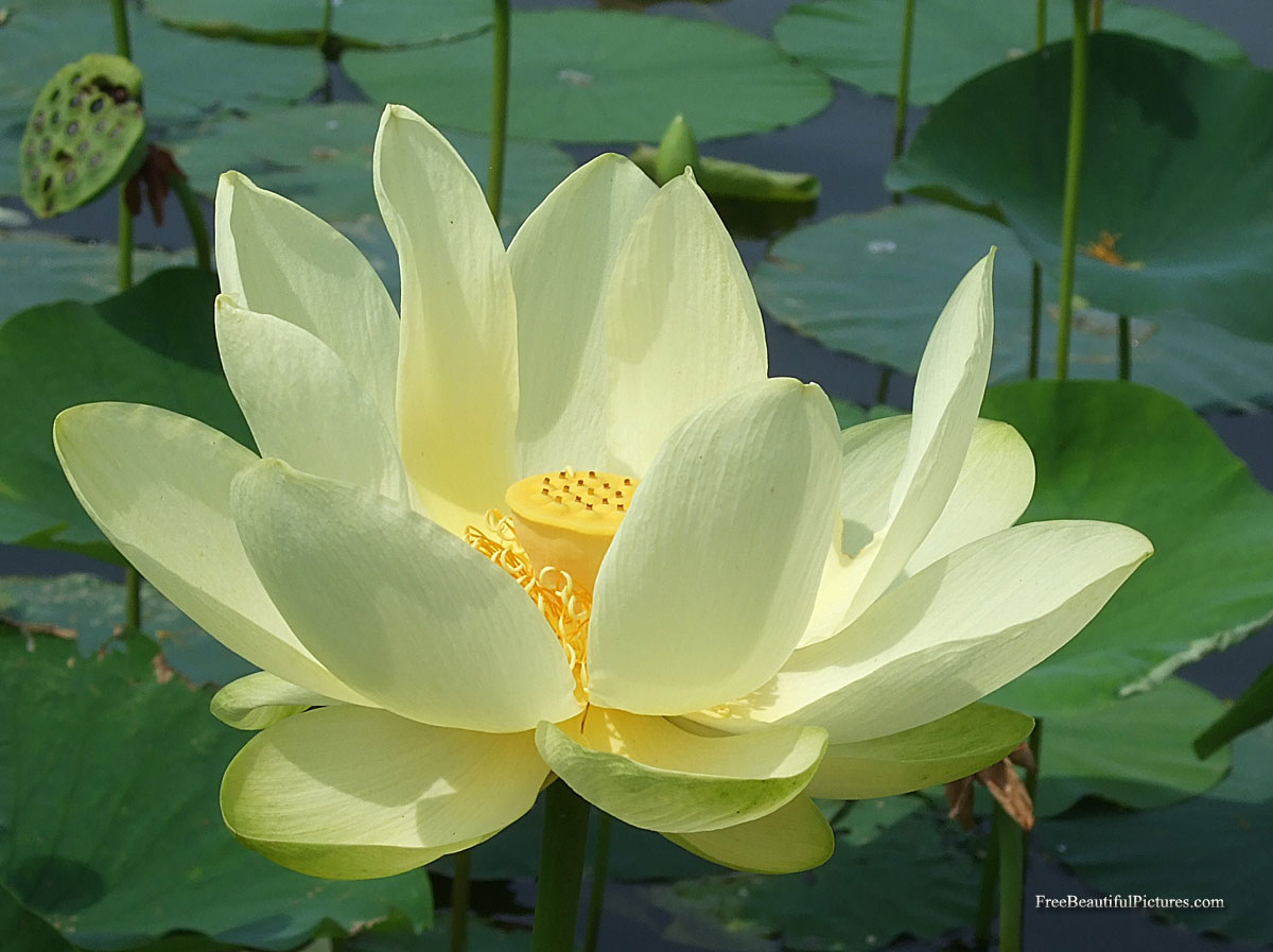 Open Lotus